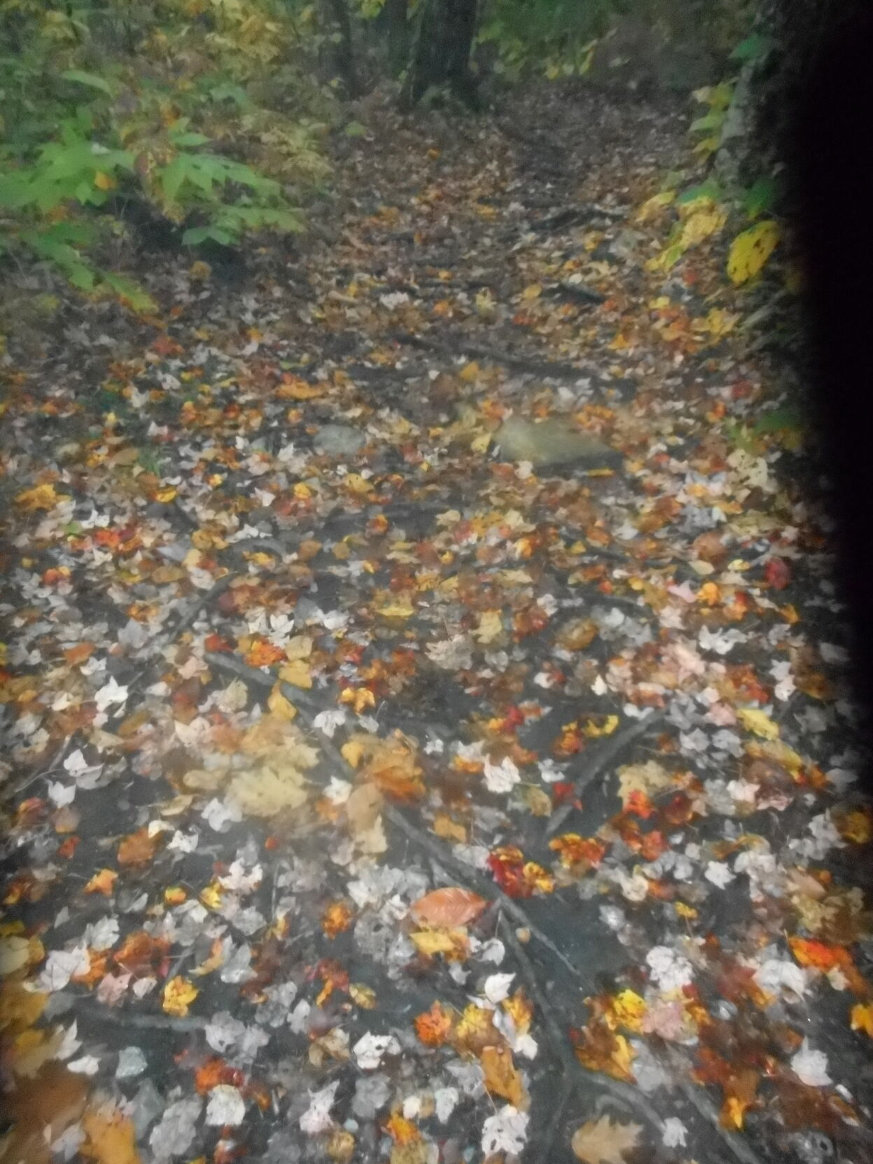 Spruce trail.JPG